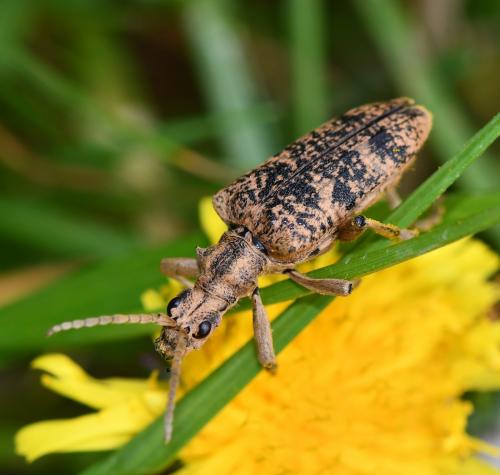 Réf. 252 746 : Rhagium sycophanta